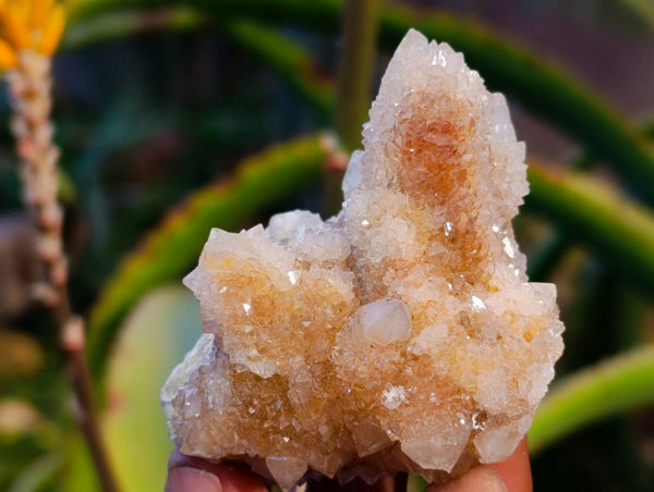 Natural Golden Limonite Coated Spirit Quartz Clusters x 12 From Boekenhouthoek, South Africa