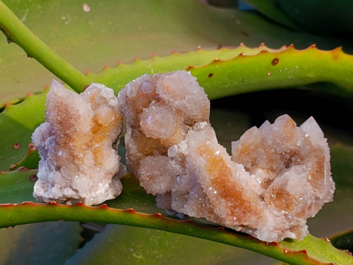 Natural Golden Limonite Coated Spirit Quartz Clusters x 12 From Boekenhouthoek, South Africa - Toprock Gemstones and Minerals 