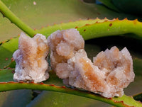 Natural Golden Limonite Coated Spirit Quartz Clusters x 12 From Boekenhouthoek, South Africa