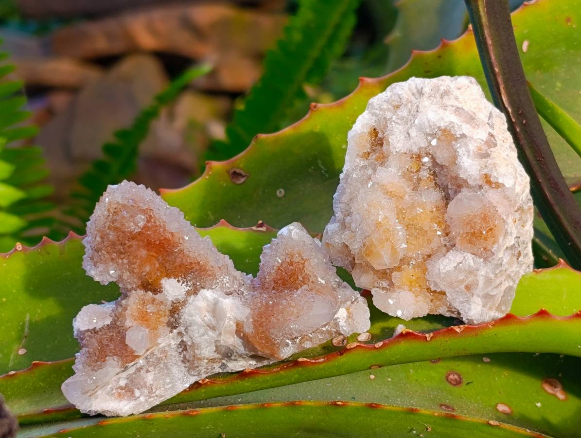 Natural Golden Limonite Coated Spirit Quartz Clusters x 12 From Boekenhouthoek, South Africa - Toprock Gemstones and Minerals 