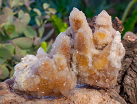 Natural Golden Limonite Coated Spirit Quartz Clusters x 12 From Boekenhouthoek, South Africa