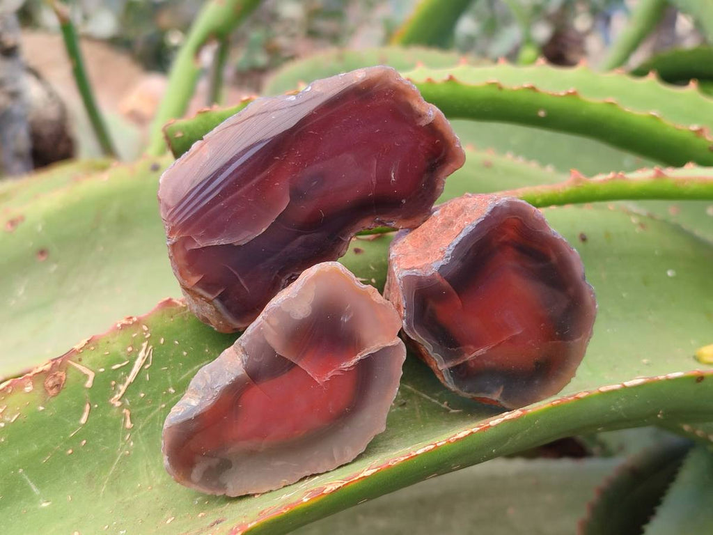 Polished On One Side Red Sashe River Agate Nodules x 20 From Zimbabwe - Toprock Gemstones and Minerals 