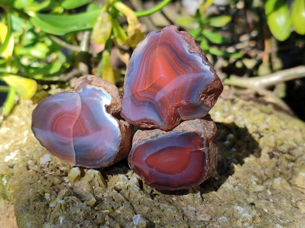 Polished On One Side Red Sashe River Agate Nodules x 20 From Zimbabwe - Toprock Gemstones and Minerals 