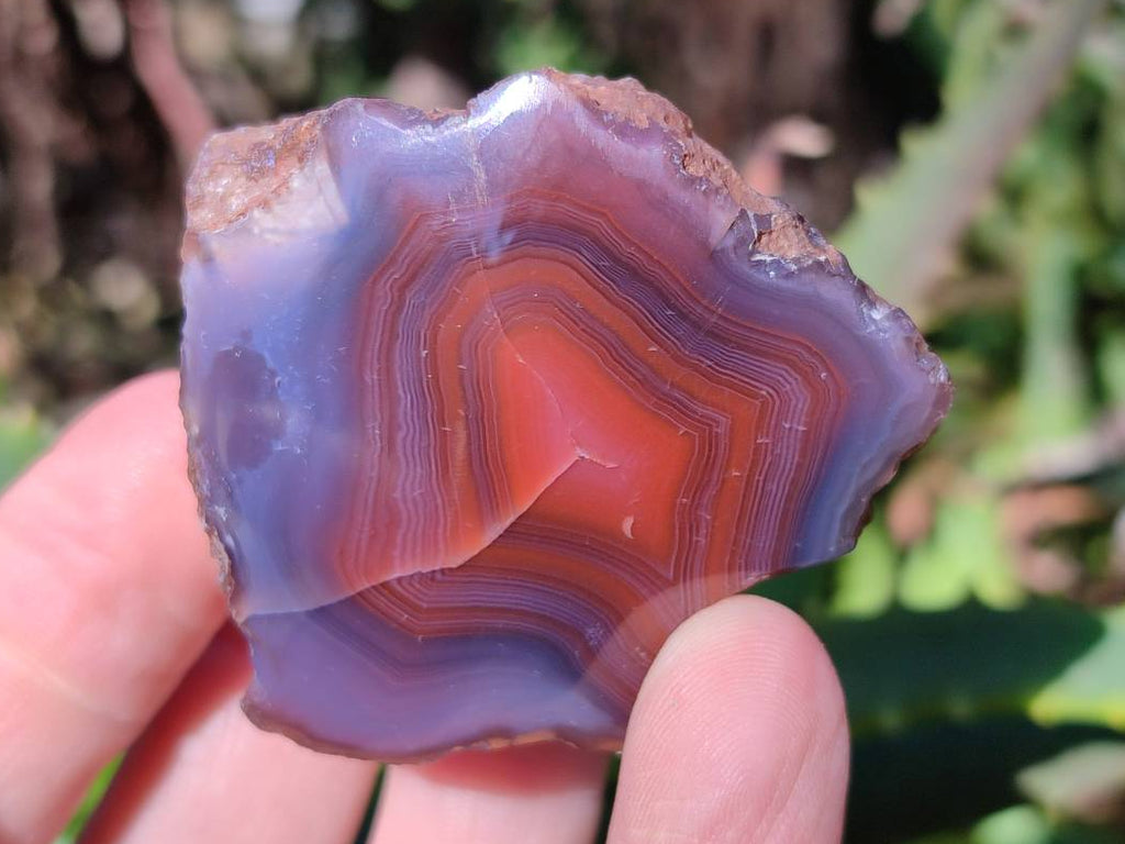Polished On One Side Red Sashe River Agate Nodules x 20 From Zimbabwe - Toprock Gemstones and Minerals 