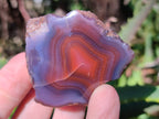 Polished On One Side Red Sashe River Agate Nodules x 20 From Zimbabwe - Toprock Gemstones and Minerals 