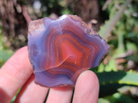 Polished On One Side Red Sashe River Agate Nodules x 20 From Zimbabwe - Toprock Gemstones and Minerals 