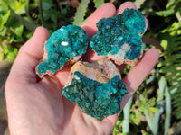 Natural Dioptase On Dolomite Specimens x 6 From Likasi, Congo - Toprock Gemstones and Minerals 