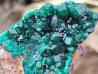 Natural Dioptase On Dolomite Specimens x 6 From Likasi, Congo - Toprock Gemstones and Minerals 