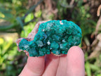 Natural Dioptase On Dolomite Specimens x 6 From Likasi, Congo - Toprock Gemstones and Minerals 