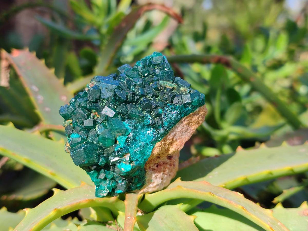 Natural Dioptase On Dolomite Specimens x 6 From Likasi, Congo - Toprock Gemstones and Minerals 