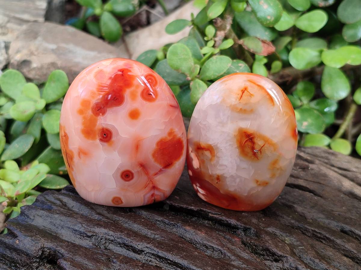 Polished Carnelian Agate Standing Free Forms x 6 From Madagascar - Toprock Gemstones and Minerals 