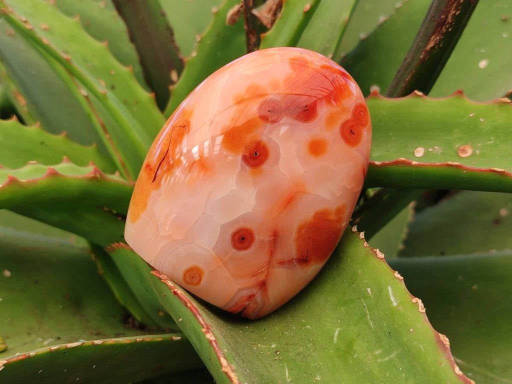 Polished Carnelian Agate Standing Free Forms x 6 From Madagascar - Toprock Gemstones and Minerals 
