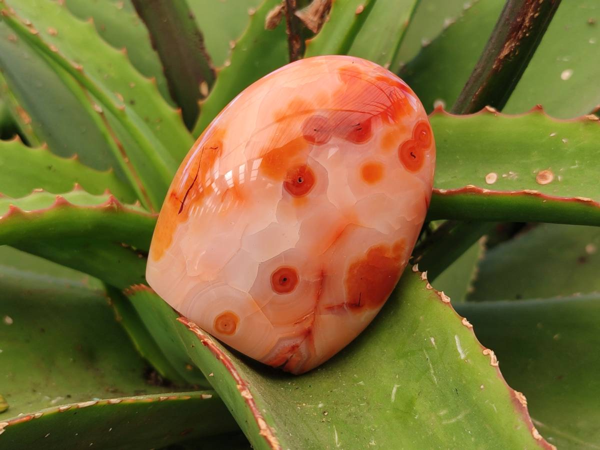 Polished Carnelian Agate Standing Free Forms x 6 From Madagascar - Toprock Gemstones and Minerals 