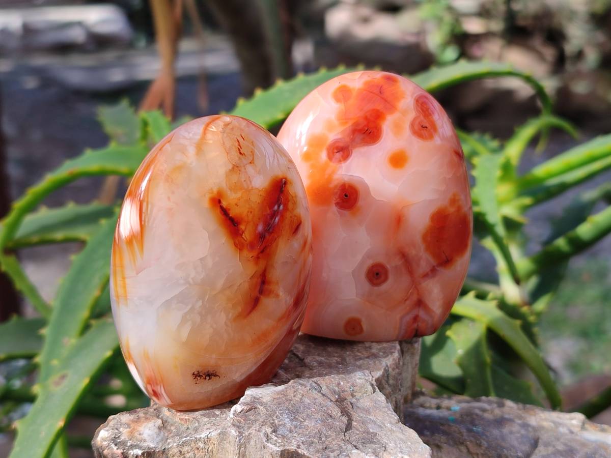 Polished Carnelian Agate Standing Free Forms x 6 From Madagascar - Toprock Gemstones and Minerals 
