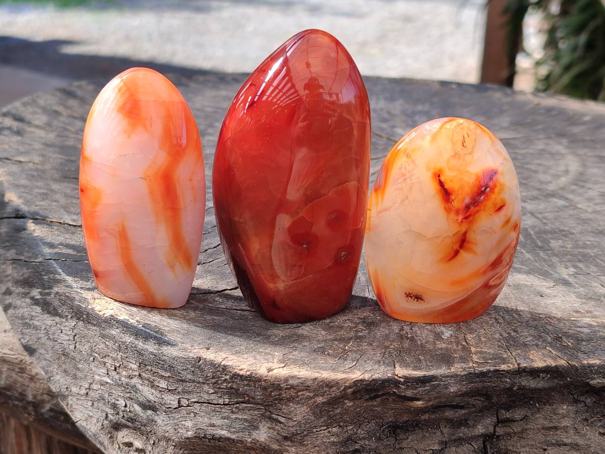 Polished Carnelian Agate Standing Free Forms x 6 From Madagascar - Toprock Gemstones and Minerals 