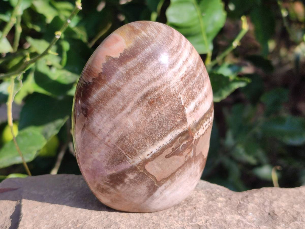 Polished Podocarpus Petrified Wood Free Forms x 4 From Mahajanga, Madagascar - Toprock Gemstones and Minerals 