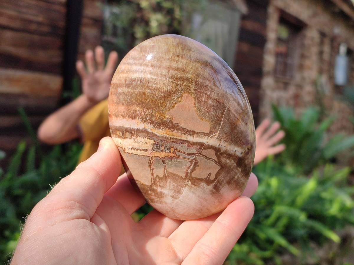 Polished Podocarpus Petrified Wood Free Forms x 4 From Mahajanga, Madagascar - Toprock Gemstones and Minerals 