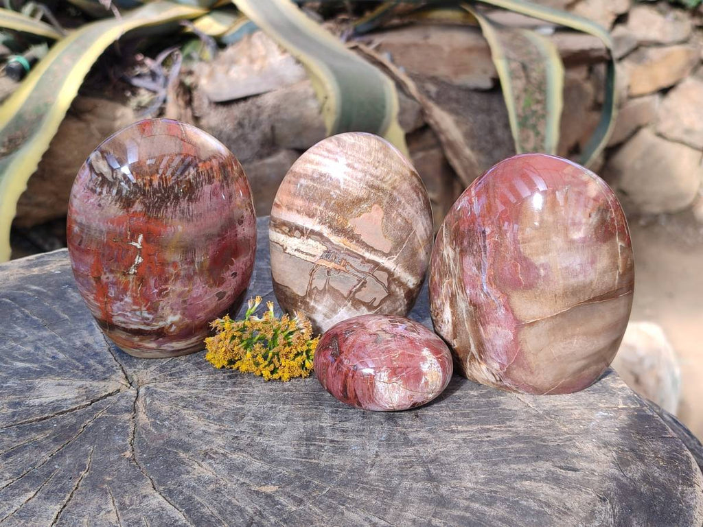 Polished Podocarpus Petrified Wood Free Forms x 4 From Mahajanga, Madagascar - Toprock Gemstones and Minerals 
