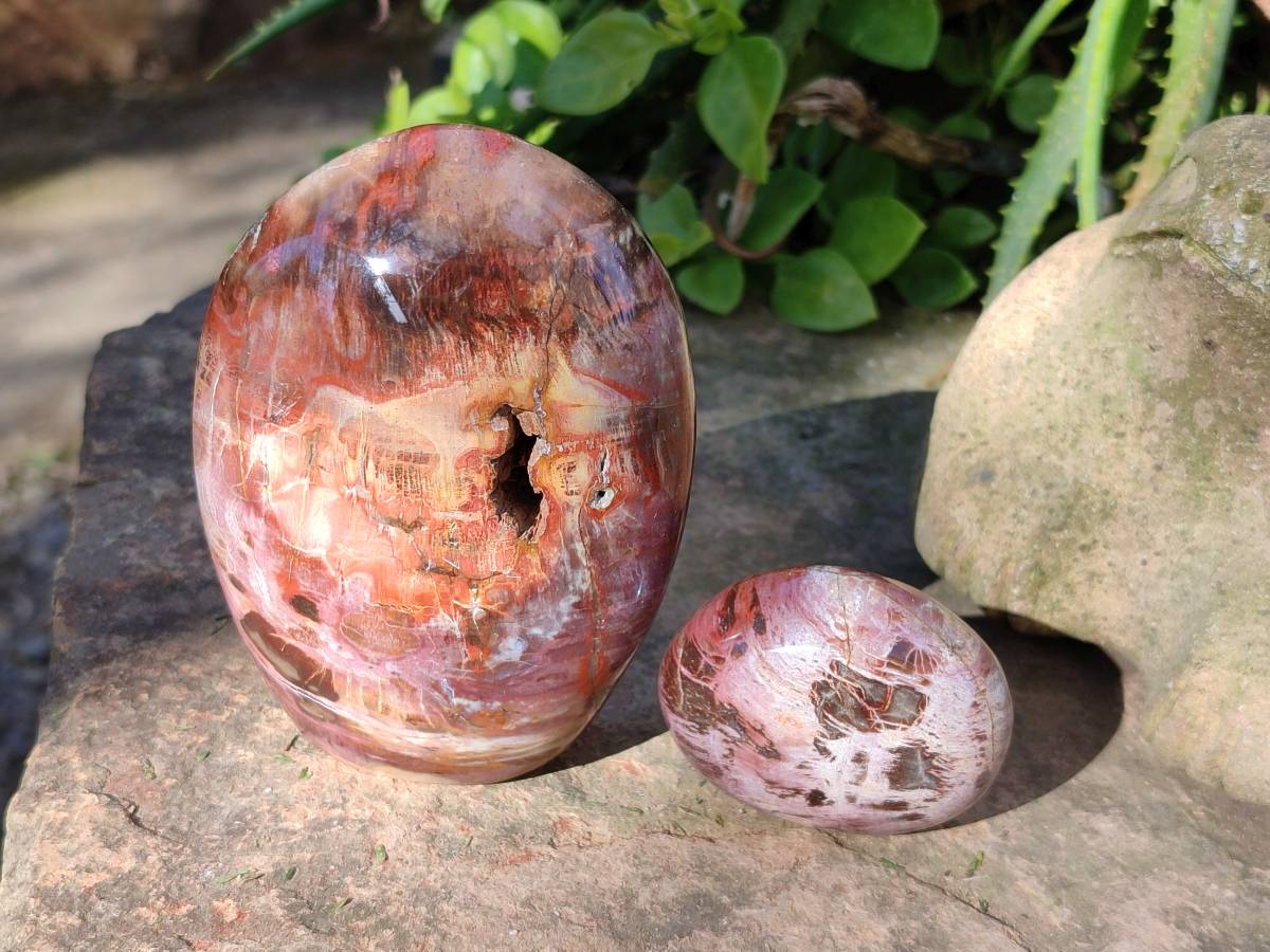 Polished Podocarpus Petrified Wood Free Forms x 4 From Mahajanga, Madagascar - Toprock Gemstones and Minerals 