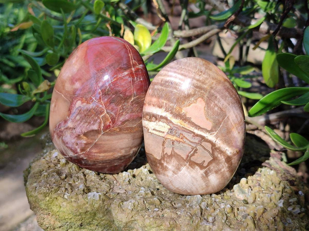 Polished Podocarpus Petrified Wood Free Forms x 4 From Mahajanga, Madagascar - Toprock Gemstones and Minerals 