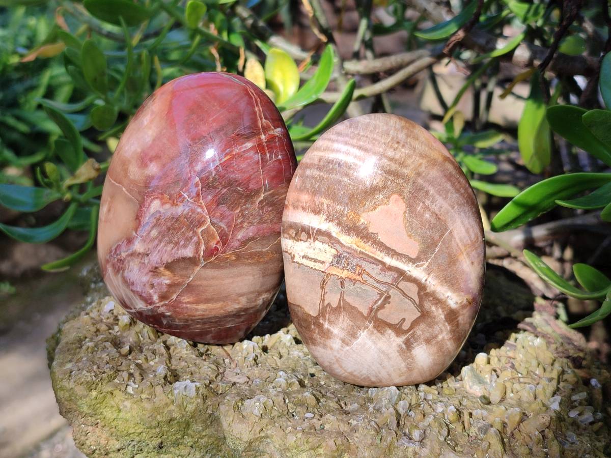 Polished Podocarpus Petrified Wood Free Forms x 4 From Mahajanga, Madagascar - Toprock Gemstones and Minerals 