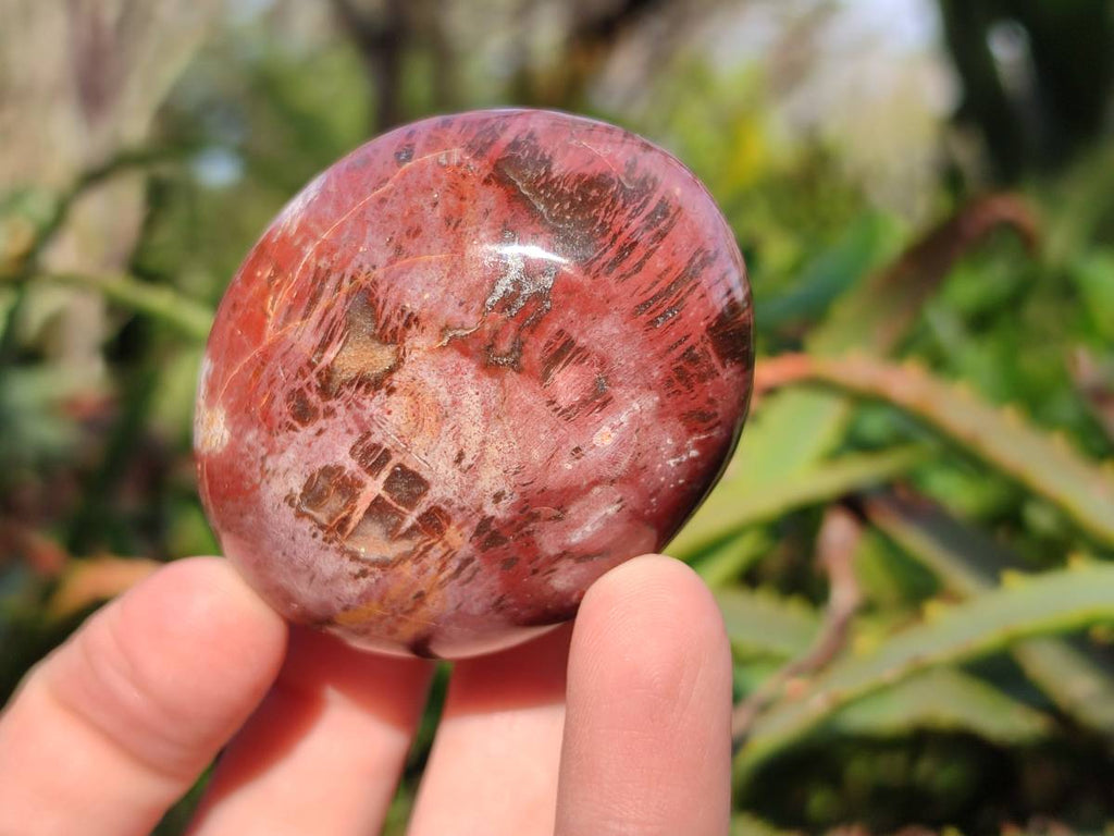 Polished Podocarpus Petrified Wood Free Forms x 4 From Mahajanga, Madagascar - Toprock Gemstones and Minerals 