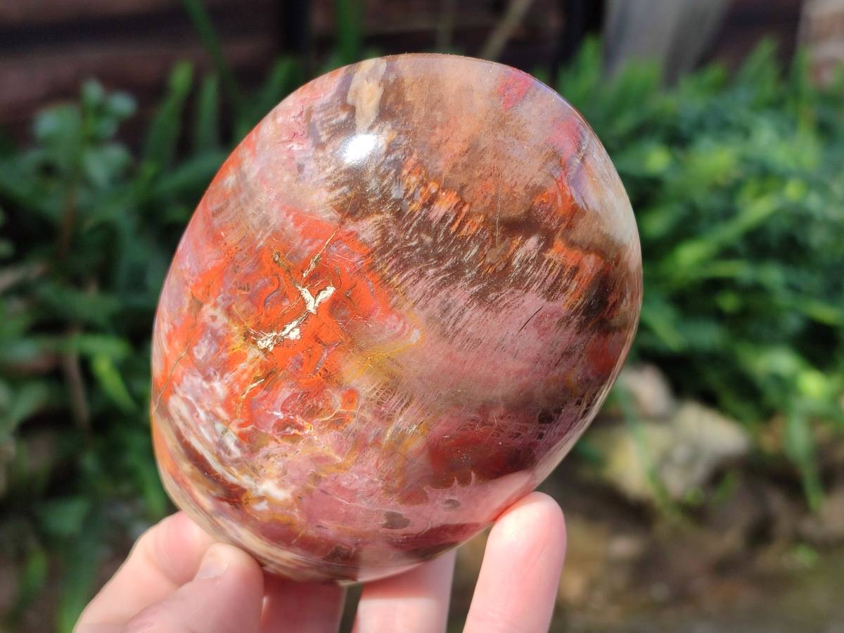 Polished Podocarpus Petrified Wood Free Forms x 4 From Mahajanga, Madagascar - Toprock Gemstones and Minerals 