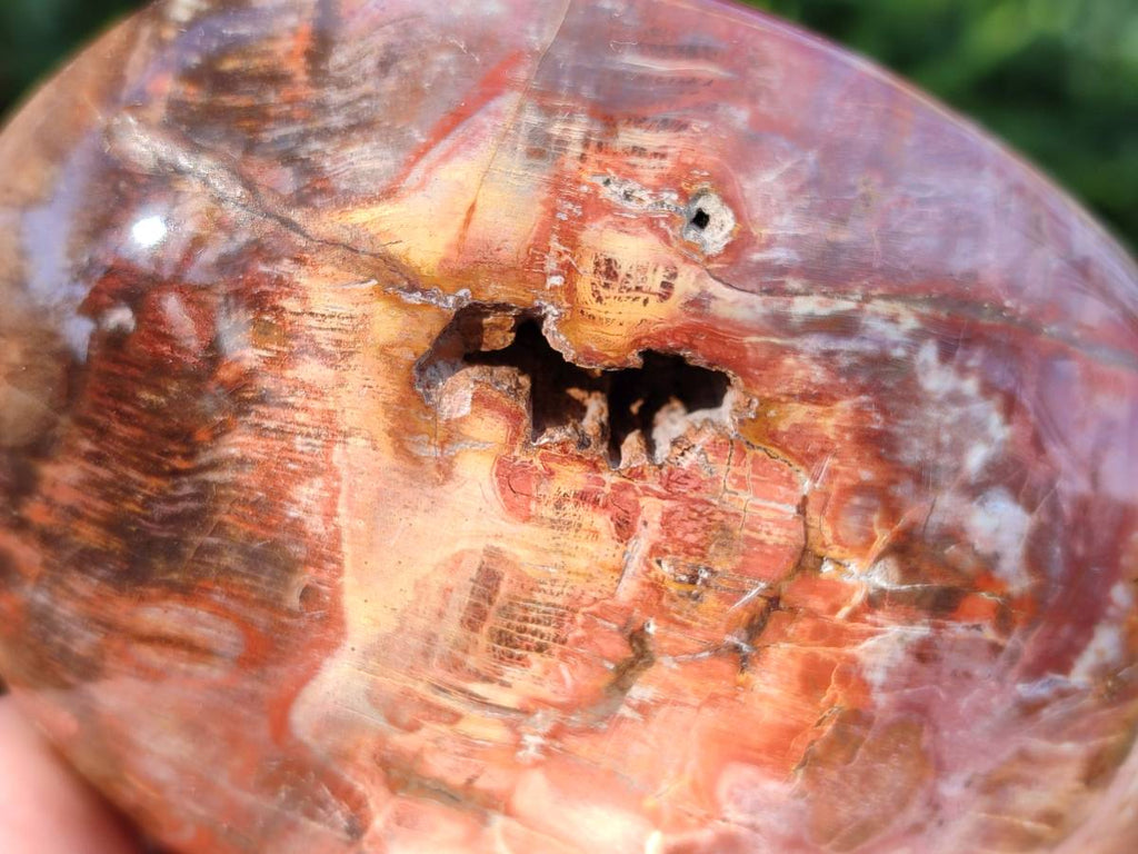 Polished Podocarpus Petrified Wood Free Forms x 4 From Mahajanga, Madagascar - Toprock Gemstones and Minerals 