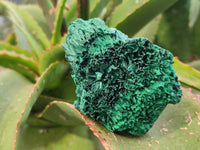Natural Silky Malachite Specimens x 6 From Kasompe, Congo - Toprock Gemstones and Minerals 