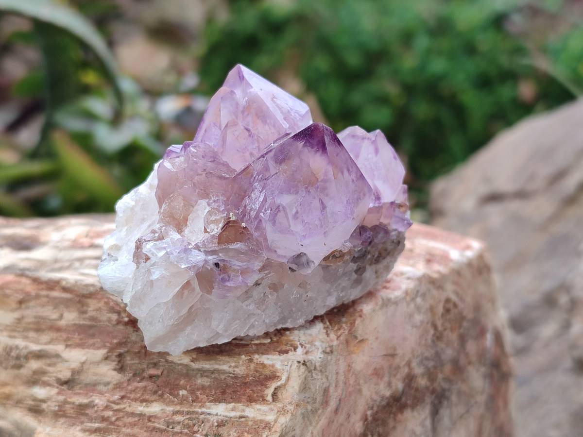 Natural Amethyst Spirit Quartz Clusters x 12 From Boekenhouthoek, South Africa - Toprock Gemstones and Minerals 