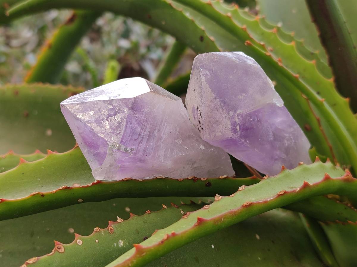 Natural Jacaranda Amethyst Quartz Crystals x 14 From Mumbwa, Zambia - Toprock Gemstones and Minerals 
