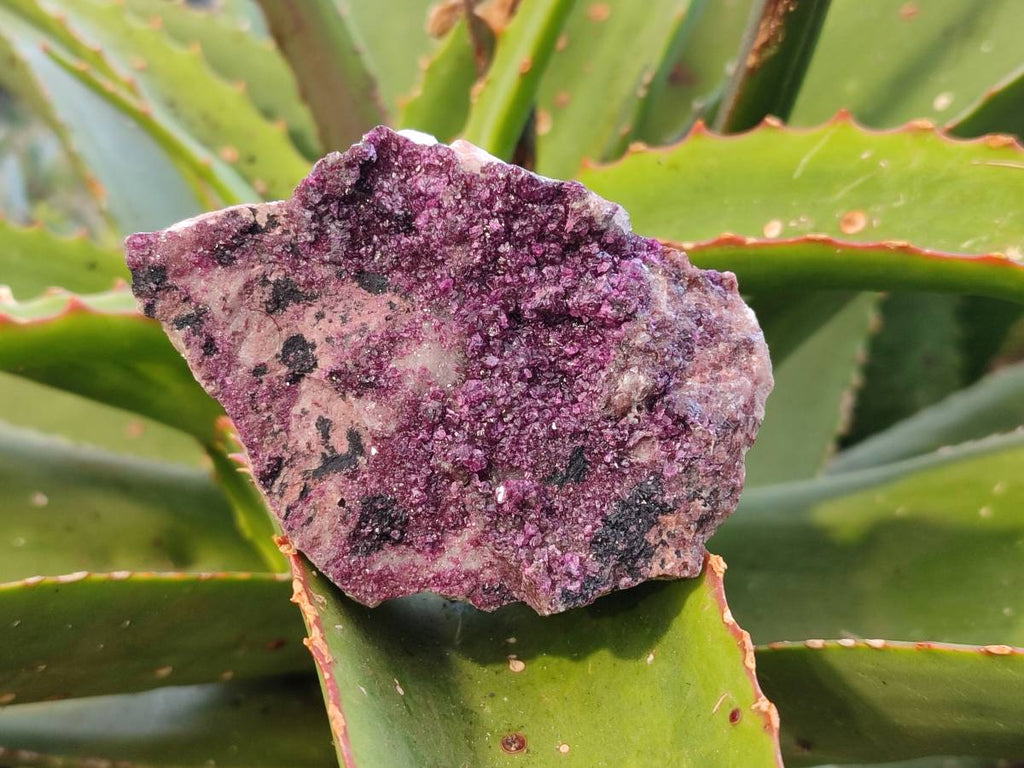 Natural Salrose Cobaltion Dolomite Specimens x 6 From Kakanda, Congo - Toprock Gemstones and Minerals 