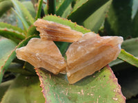 Natural Honey Aragonite Specimens x 35 From Namibia - Toprock Gemstones and Minerals 