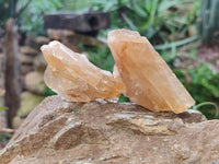 Natural Honey Aragonite Specimens x 35 From Namibia - Toprock Gemstones and Minerals 
