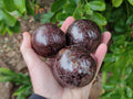 Polished Pyrope Garnet Spheres x 3 From Madagascar - Toprock Gemstones and Minerals 