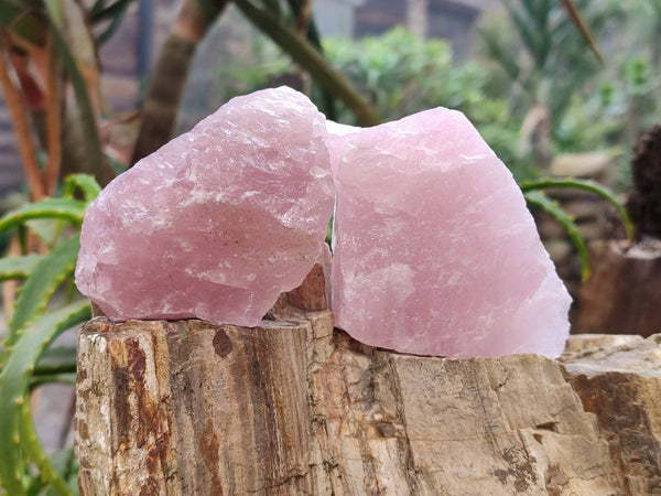 Natural Cobbed Rose Quartz Specimens x 24 From Northern Cape, South Africa - Toprock Gemstones and Minerals 
