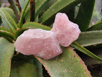 Natural Cobbed Rose Quartz Specimens x 24 From Northern Cape, South Africa - Toprock Gemstones and Minerals 