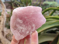 Natural Cobbed Rose Quartz Specimens x 24 From Northern Cape, South Africa - Toprock Gemstones and Minerals 