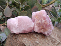 Natural Cobbed Rose Quartz Specimens x 24 From Northern Cape, South Africa - Toprock Gemstones and Minerals 