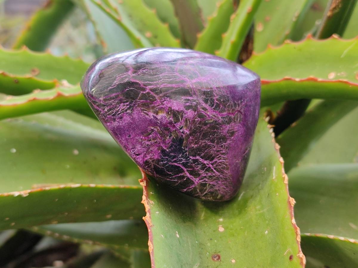 Polished Stichtite Free Forms x 6 From Barberton, South Africa - Toprock Gemstones and Minerals 