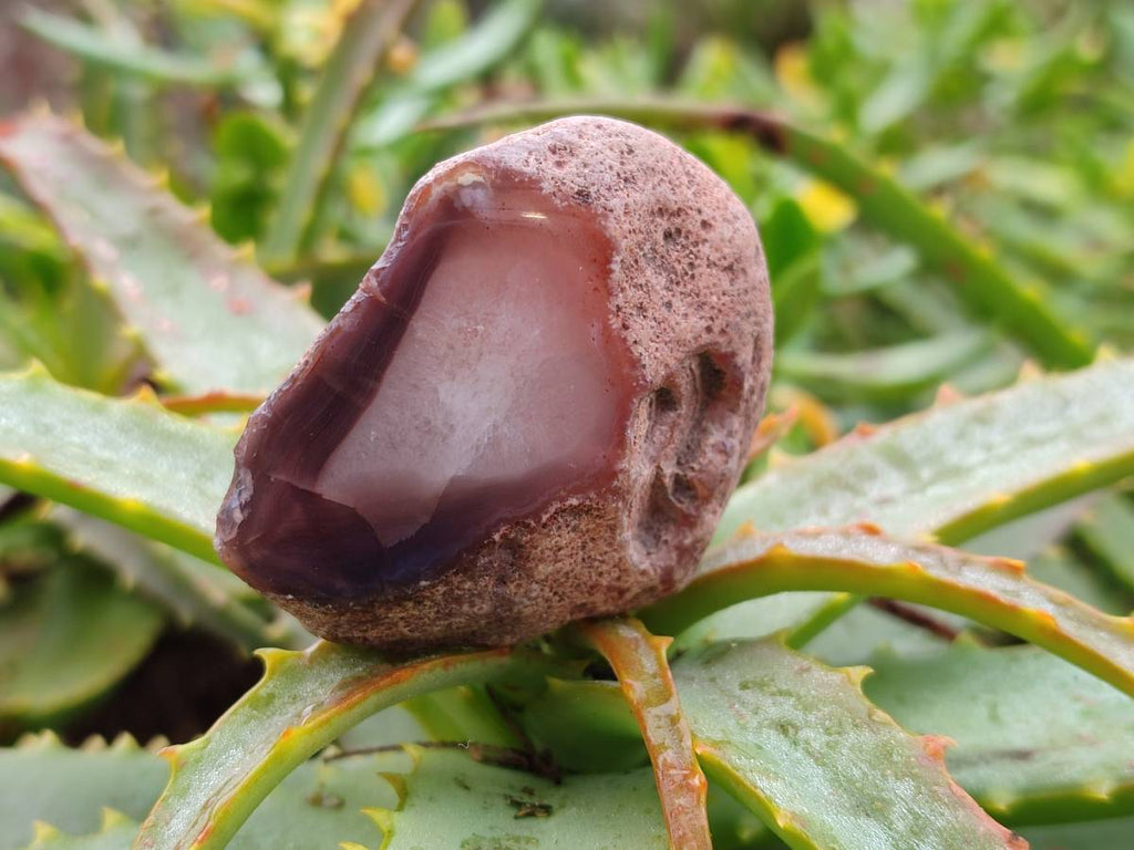 Polished On One Side Red Sashe River Agate Nodules x 12 From Zimbabwe - Toprock Gemstones and Minerals 