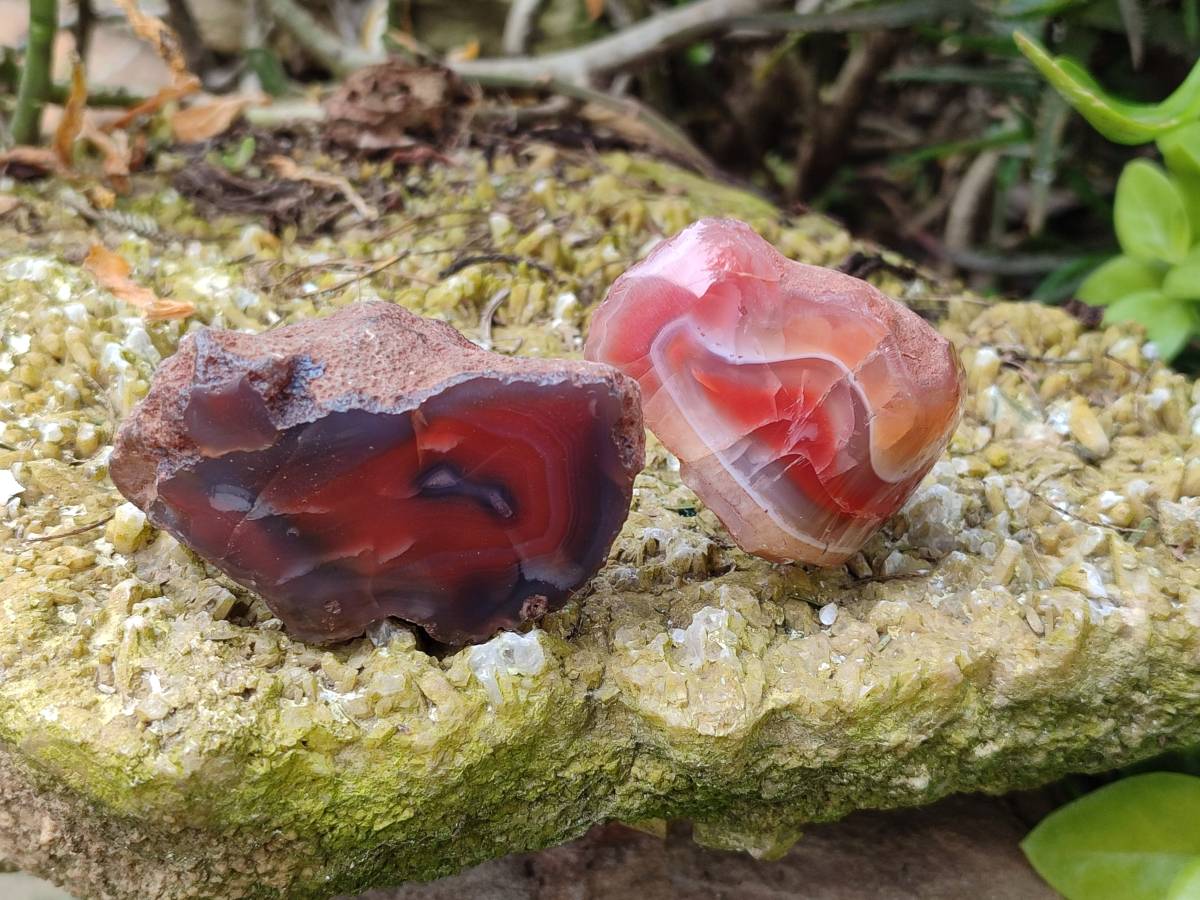 Polished On One Side Red Sashe River Agate Nodules x 12 From Zimbabwe - Toprock Gemstones and Minerals 