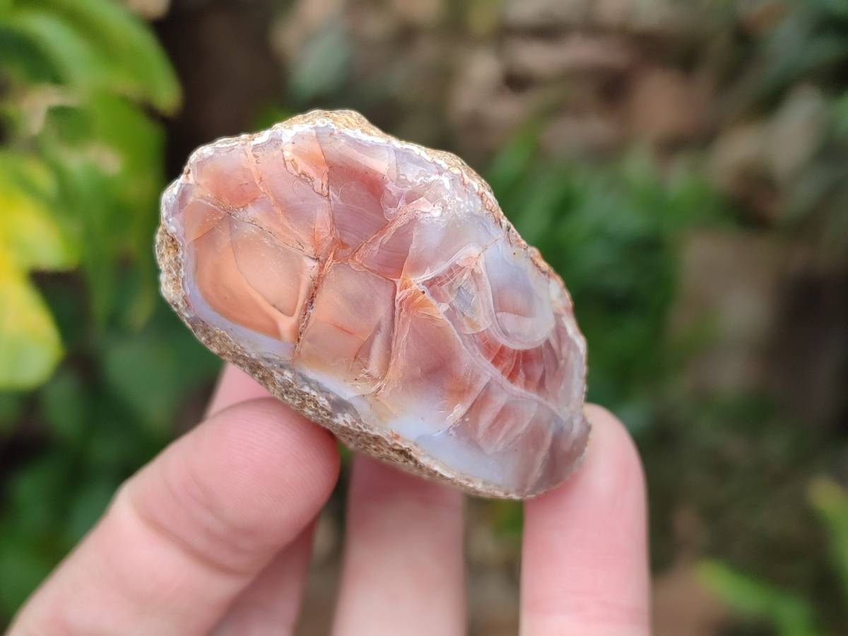 Polished On One Side Red Sashe River Agate Nodules x 12 From Zimbabwe - Toprock Gemstones and Minerals 