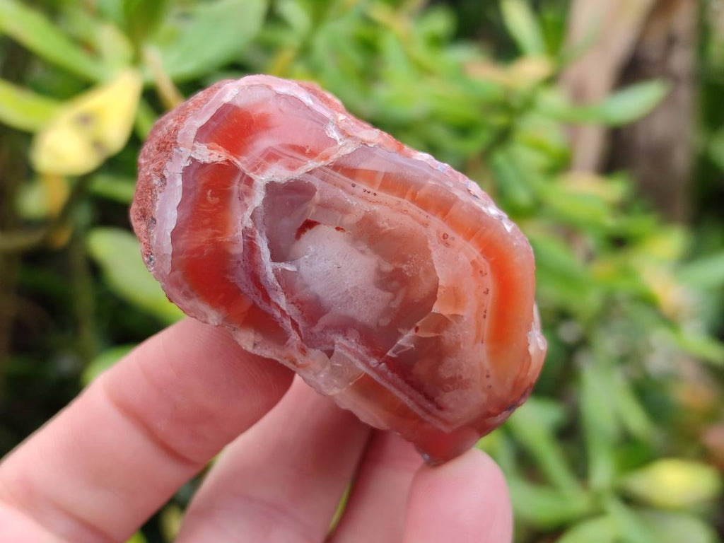 Polished On One Side Red Sashe River Agate Nodules x 12 From Zimbabwe - Toprock Gemstones and Minerals 
