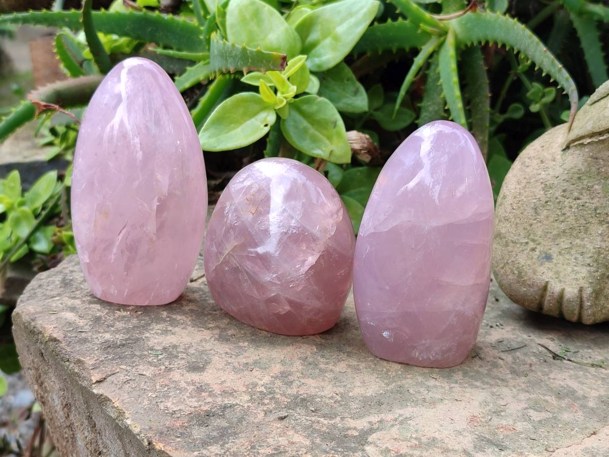 Polished Rose Quartz Standing Free Forms x 3 From Madagascar - Toprock Gemstones and Minerals 