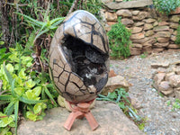 Polished Septerye Sauvage Dragons Egg x 1 From Madagascar - Toprock Gemstones and Minerals 
