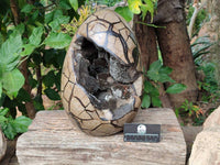 Polished Septerye Sauvage Dragons Egg x 1 From Madagascar - Toprock Gemstones and Minerals 