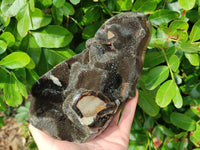 Polished Septerye Sauvage Dragons Egg x 1 From Madagascar - Toprock Gemstones and Minerals 
