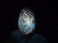 Polished Septerye Sauvage Dragons Egg x 1 From Madagascar - Toprock Gemstones and Minerals 