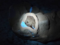 Polished Septerye Sauvage Dragons Egg x 1 From Madagascar - Toprock Gemstones and Minerals 